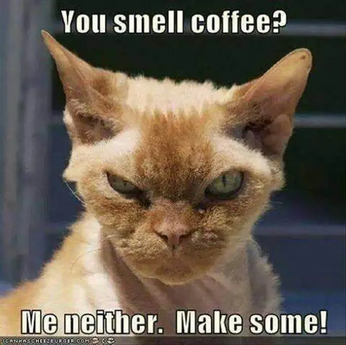 funny coffee memes