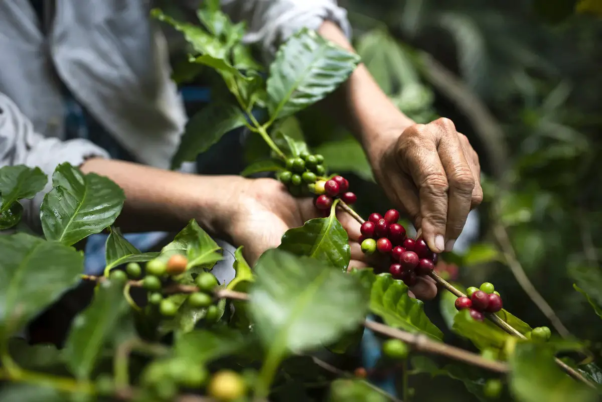 Fabula Coffee Review July 2023: Best Organic Coffee?