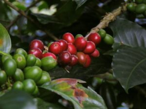 Reasons to Switch to Low Acid Coffee: Best Low Acid Coffee Buying Guide 8 best low acid coffee