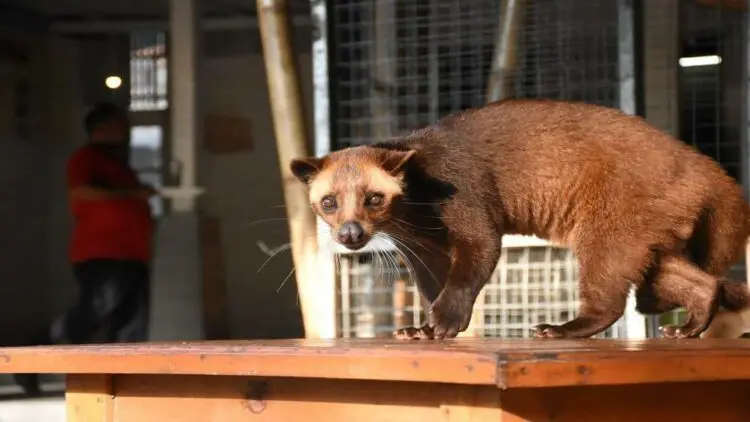Kopi Luwak Civet Cat Poop Coffee Sweetness In The Poop Kopi Luwak Civet Cat Poop Coffee Sweetness In The Poop