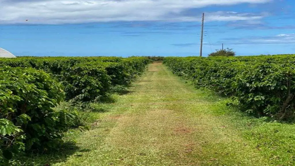 The Breathtaking Agro-Tourism in Hawaii: Kauai Coffee Farm Tour Review 4 What are essentials needed