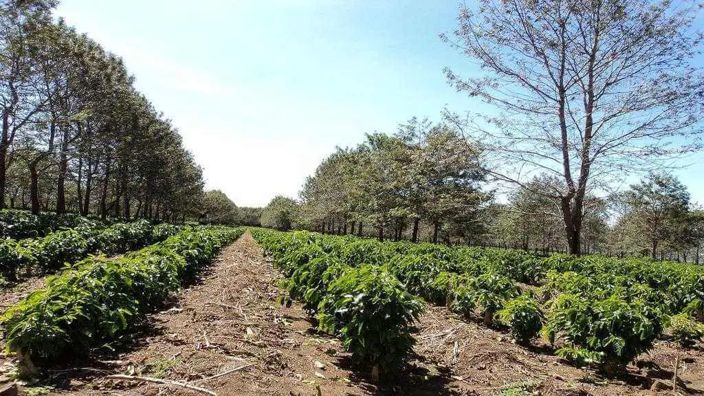 best coffee farm tours in puerto rico